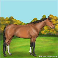 Horse Color:Bay Rabicano 