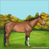 Horse Color:Bay Rabicano 