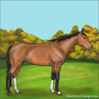 Horse Color:Bay Rabicano 