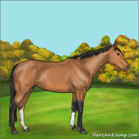 Horse Color:Bay Rabicano 