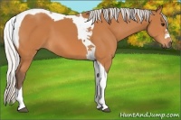 Horse Color:Silver Bay Tobiano 