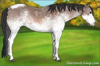 Horse Color:White Spotted Bay Tobiano 