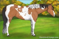 Horse Color:Bay Tobiano 
