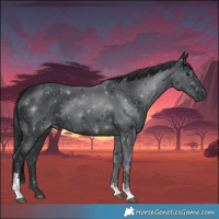 Horse Color:Black Tobiano 