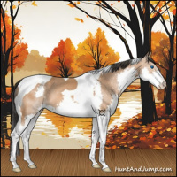 Horse Color:Bay Splash Tobiano 
