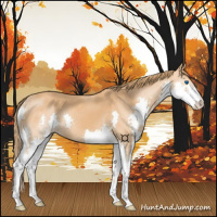 Horse Color:Chestnut Splash 