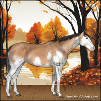 Horse Color:Bay Splash 