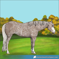 Horse Color:Silver Black Ice