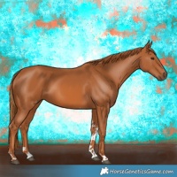 Horse Color:Chestnut Tobiano