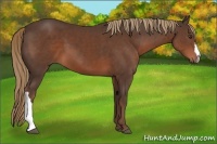 Horse Color:Liver Chestnut 
