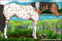 Horse Color:Bay Tobiano Blanket