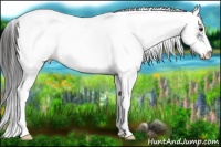 Horse Color:Liver Chestnut Sabino Near Fewspot 
