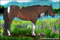 Horse Color:Brown Tobiano