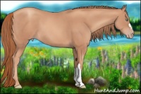 Horse Color:Gold Champagne 