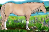 Horse Color:Gold Champagne 