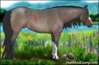 Horse Color:Brown Roan