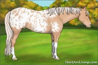 Horse Color:Silver Amber Champagne Appaloosa 