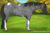 Horse Color:Blue Roan Tobiano