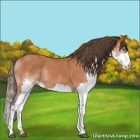 Horse Color:Bay Splash Appaloosa