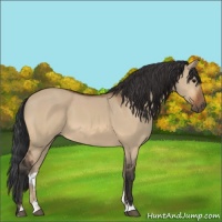 Horse Color:Bay Dun Sabino