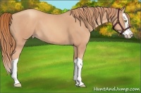 Horse Color:Gold Champagne Splash 