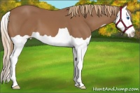 Horse Color:Chestnut Splash