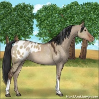 Horse Color:Liver Red Dun Appaloosa 