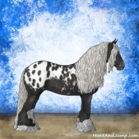 Horse Color:Liver Chestnut Mushroom Appaloosa 