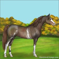 Horse Color:White Spotted Liver Chestnut Sabino