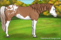 Horse Color:Chestnut Splash Appaloosa 
