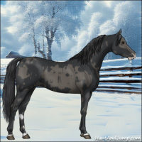 Horse Color:Grullo  and Black Splash 