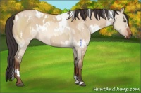 Horse Color:White Spotted Bay Dun Sabino  and White Spotted Sable Champagne Dun 