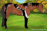 Horse Color:Bay Tobiano 