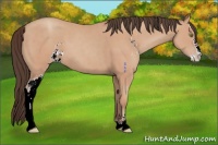 Horse Color:Amber Champagne Sabino 