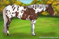 Horse Color:White Spotted Silver Brown Appaloosa 