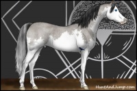 Horse Color:Grullo Roan Splash 