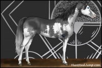 Horse Color:Black Splash 