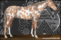 Horse Color:Gold Champagne Appaloosa 