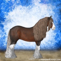 Horse Color:Liver Chestnut Splash 