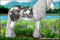 Horse Color:Liver Chestnut Mushroom Sabino Splash Rabicano 