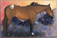 Horse Color:Buckskin Appaloosa 