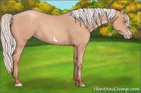 Horse Color:Silver Amber Champagne Frame 