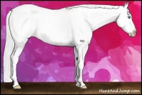 Horse Color:White Spotted Cremello Tobiano 