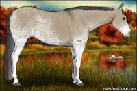 Horse Color:White Spotted Smoky Grullo Tobiano Rabicano 