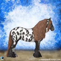 Horse Color:Liver Chestnut Appaloosa Rabicano 