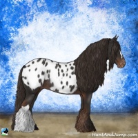 Horse Color:Liver Chestnut Appaloosa Rabicano
