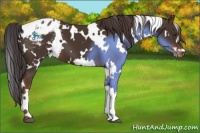 Horse Color:White Spotted Liver Chestnut Varnish 