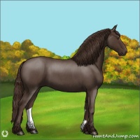 Horse Color:Liver Red Roan 