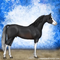 Horse Color:Brown Mushroom Splash