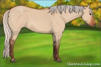 Horse Color:Silver Bay Roan Dun 